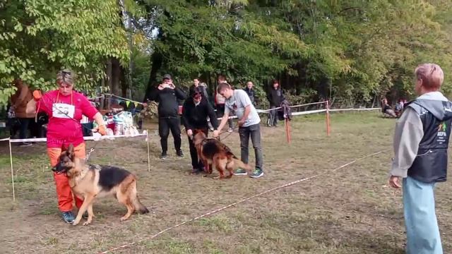 РАБОЧИЙ СУКИ / КЧК КРАСНОДАР 18 октября`25 Е.Медведева Моно немецких овчарок смотреть онлайн