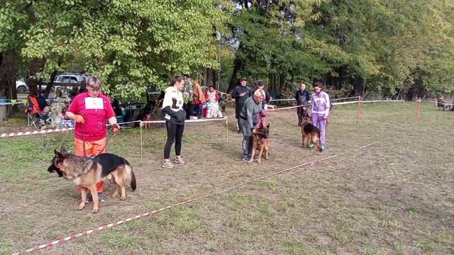 РАБОЧИЙ КОБЕЛИ / КЧК КРАСНОДАР 18 октября`25 Е.Медведева Моно немецких овчарок смотреть онлайн