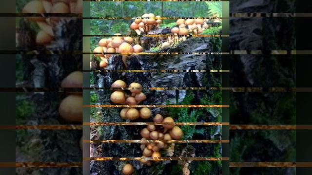 Осень 🍂 
рыжая девчонка..