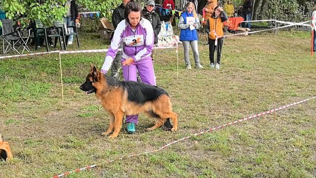 ПОДРОСТКИ КОБЕЛИ / КЧК КРАСНОДАР 18 октября`25 Е.Медведева Моно немецких овчарок смотреть онлайн