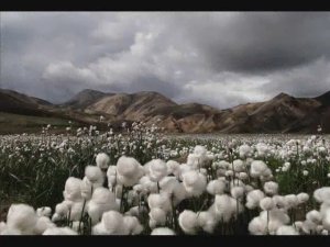 Cotton Fields