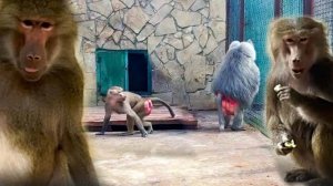 Люся динАмит Елисея, он ЗЛИТСЯ! Макак не ПОБИТЬ, Лиду не за что!  Кто толще, Лида или Феня?Гамадрилы