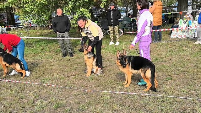 ПОДРОСТКИ СУКИ / КЧК КРАСНОДАР 18 октября`25 Е.Медведева Моно немецких овчарок смотреть онлайн