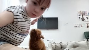 как поиграть с собакой без игрушки?