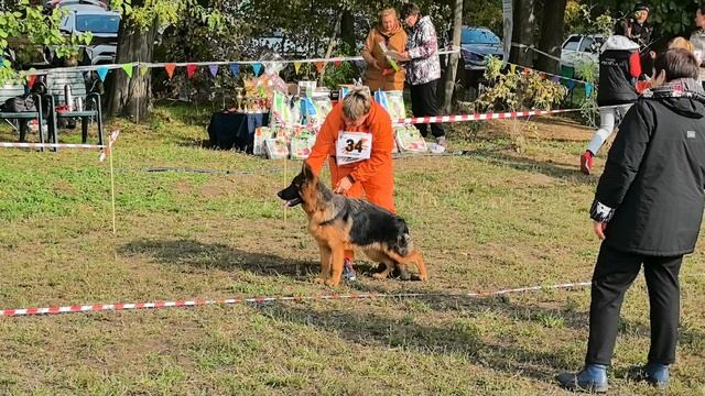 ЩЕНКИ СУКИ ДШ / КЧК КРАСНОДАР 18 октября`25 Е.Медведева Моно немецких овчарок смотреть онлайн