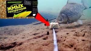 Кукурузный жмых собирает Всю рыбу! Подводная съемка