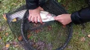 Поимки форели на активные и пассивные снасти. Нижний пруд. Клёвое место Лосиный остров.