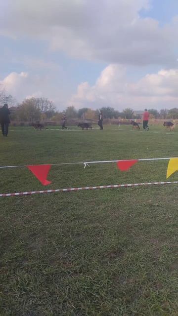 РАБОЧИЙ КОБЕЛИ / КЧК РОСТОВ-НА-ДОНУ 19 октября`25 Е.Пудеев Моно немецких овчарок смотреть онлайн