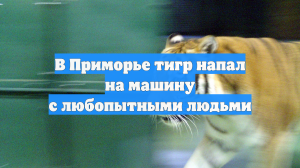 В Приморье тигр напал на машину с любопытными людьми