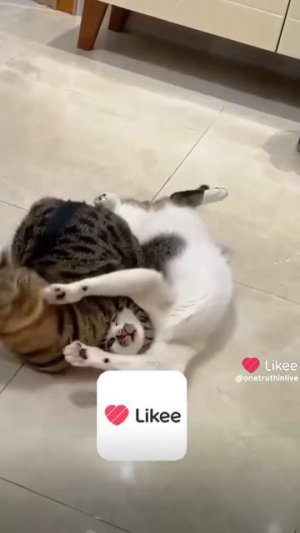 🤣😂🤣😂🤣🤣😂🤣🤣🤣🤣