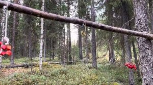 Охота на рябчика. О жизни в деревне.