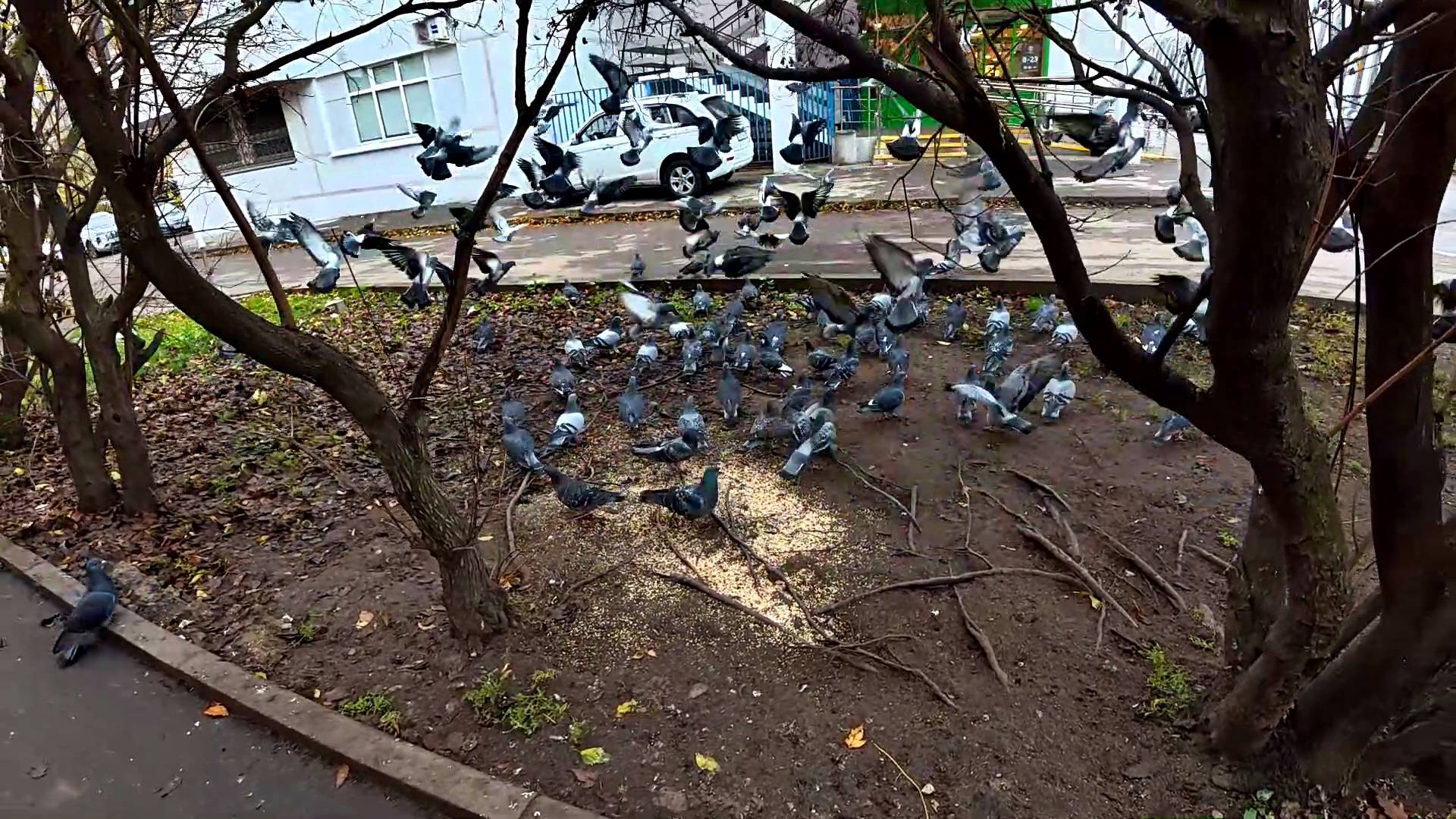 ШВЕДСКИЙ СТОЛ ДЛЯ ГОЛУБЕЙ. смотреть онлайн