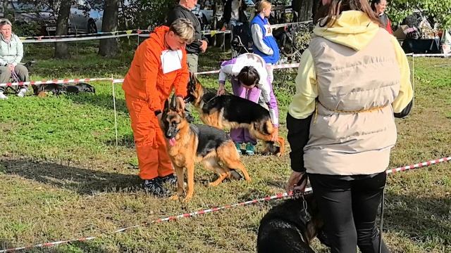 ПОДРОСТКИ СУКИ / КЧК КРАСНОДАР 18 октября`25 Е.Медведева Моно немецких овчарок смотреть онлайн