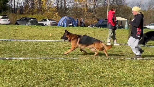 2 Отл. СС Team Bulle Hof ESKO +++ №15. ТВЕРЬ 12 октября`25 Моно немецких овчарок смотреть онлайн