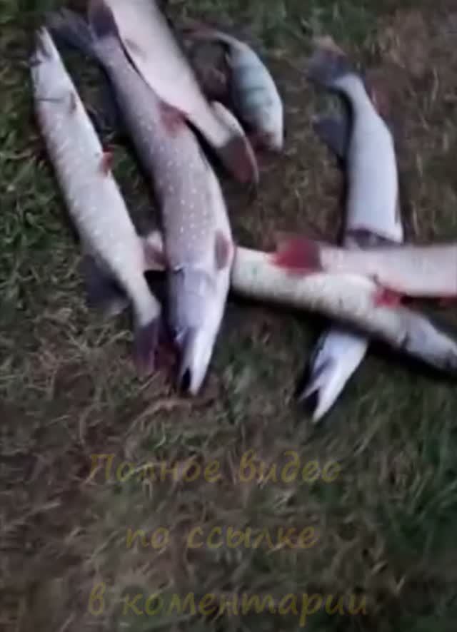 Ловля щуки в Октябре на озере джигом смотреть онлайн