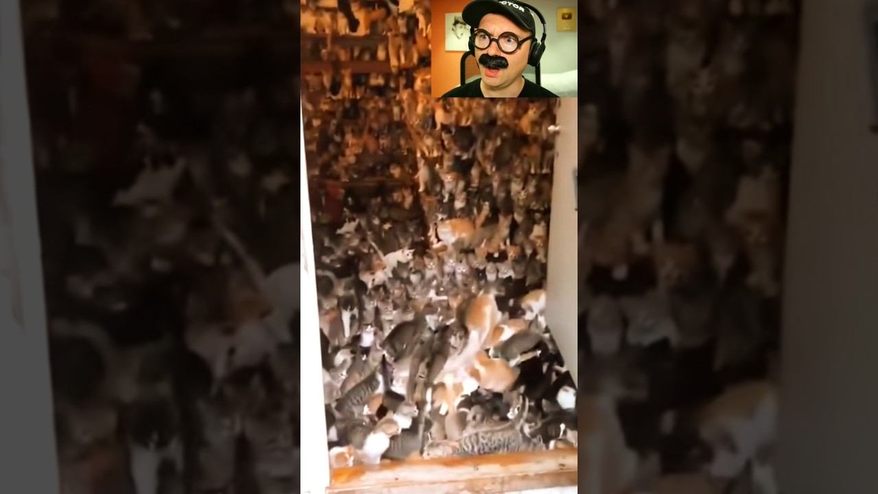 Кому котенка? смотреть онлайн