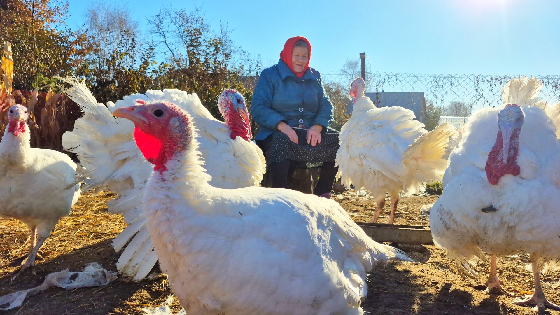 Живём в маленькой Деревне с интересной птицей🤣 смотреть онлайн