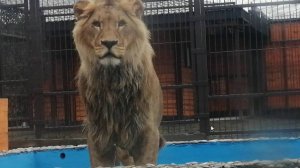 Лев Шерхан помогает монтировать видеокамеры для прямой трансляции! Много новостей в зоопарке.