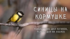 30 минут видео для кошек и любителей наблюдать за птицами – синицы на кормушке