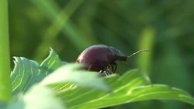 Доминутки ))). Мойдодыр