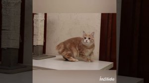 курильский бобтейл. Серафим