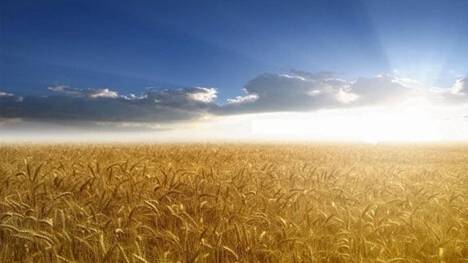 Невероятно красивые пейзажи русского поля