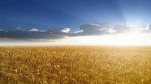 Невероятно красивые пейзажи русского поля