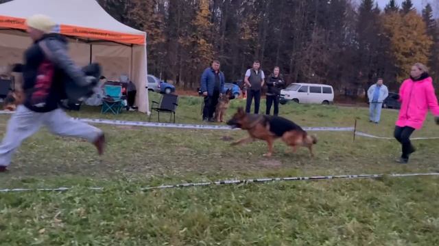 РАБОЧИЙ КОБЕЛИ / КЧК ТВЕРЬ 12 октября`25 Т.Шишкина Моно немецких овчарок смотреть онлайн