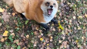 Лиса-Алиса. Без обеда гладить нельзя