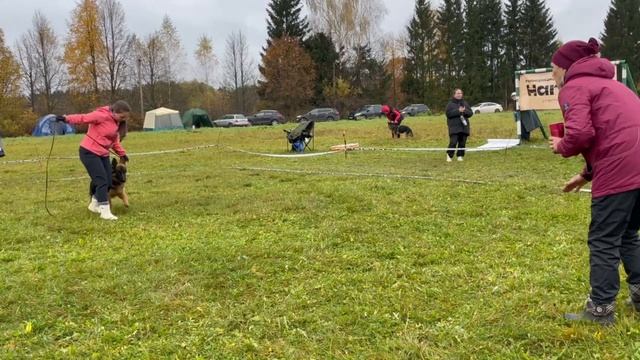 1 ОП NAGAINA v. Haus Demira №68 / КЧК ТВЕРЬ 12 октября`25 Т.Шишкина Моно немецких овчарок смотреть онлайн