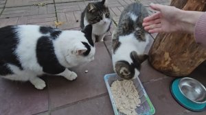 🔥глажу кототигров, Клепа с перепугу перепрыгнул Енота😅