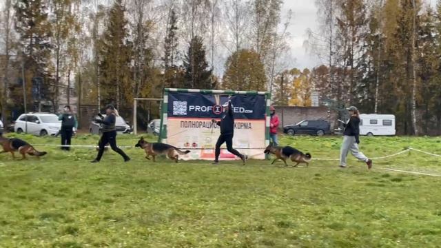 МОЛОДЫЕ СУКИ / КЧК ТВЕРЬ 12 октября`25 Т.Шишкина Моно немецких овчарок смотреть онлайн