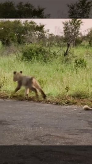 Отдай хвост 🙊🐯🐒