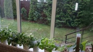 Мои цветы в зоне кухни