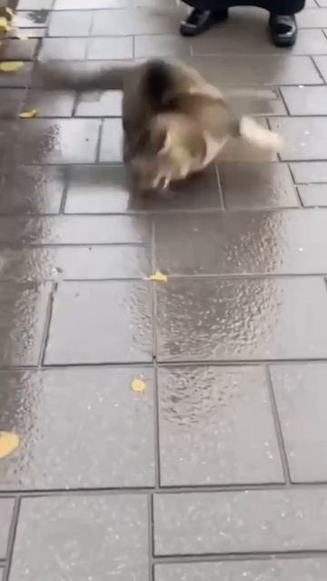 Вот что творит святая вода!!! #шок #испуг #ужас #кошмар #страх #кот #кошка #нервы #страшно #котяра смотреть онлайн