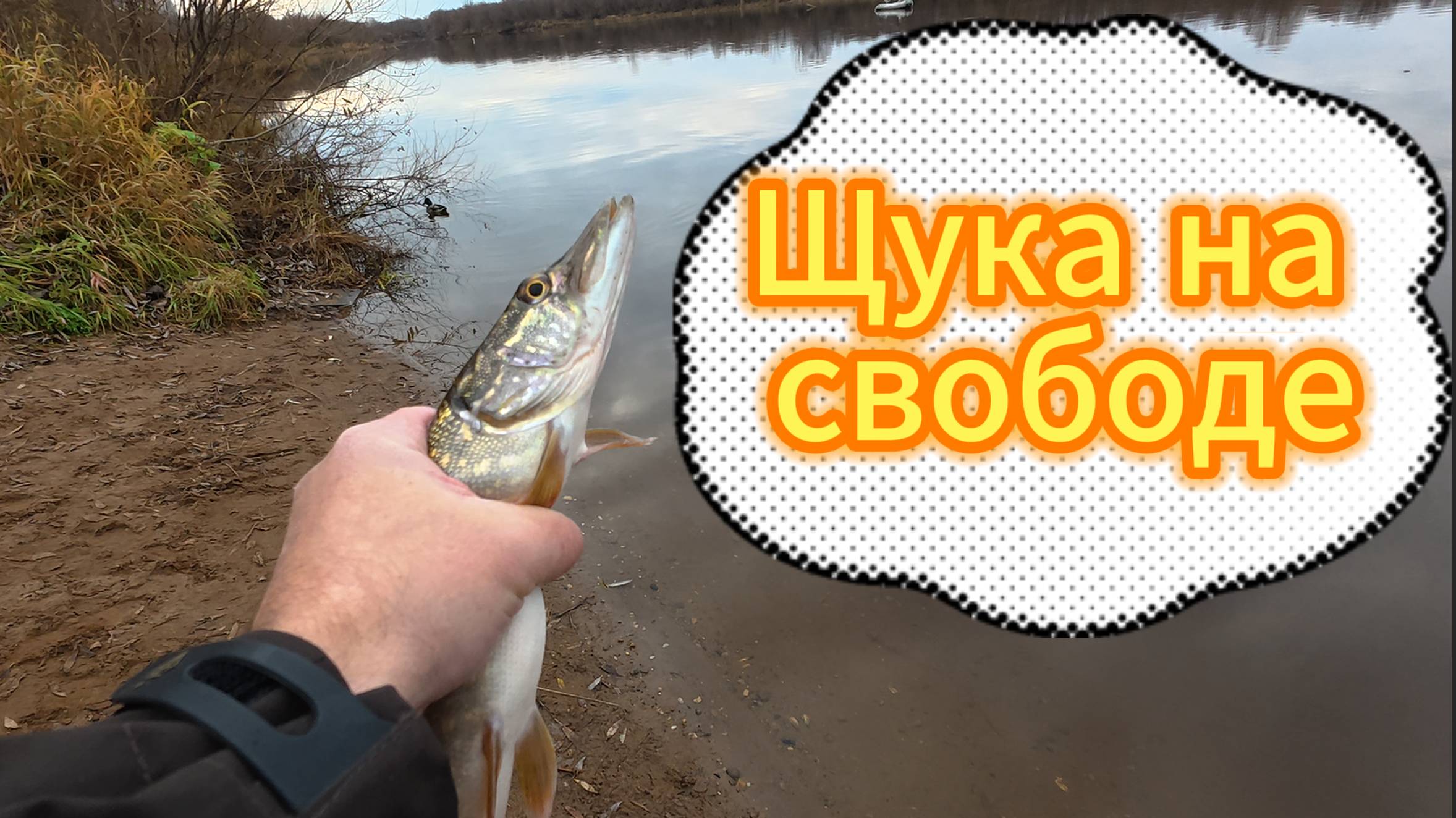 «Затон: уголок живой природы» смотреть онлайн