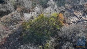 А деревья все осеннее и осеннее.