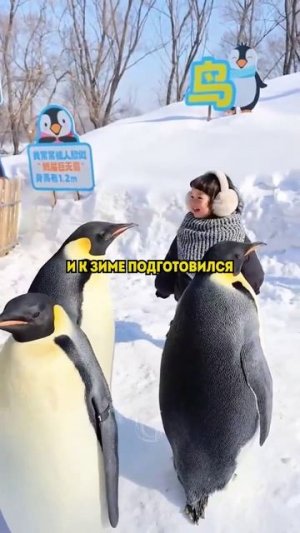 Почему людям нельзя трогать пингвинов первыми?