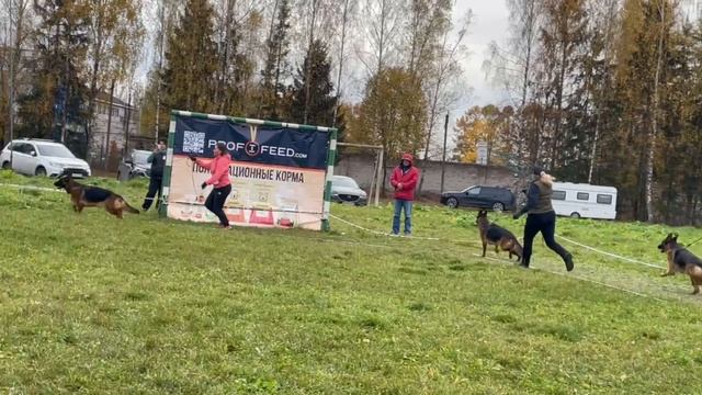 МОЛОДЫЕ СУКИ / КЧК ТВЕРЬ 12 октября`25 Т.Шишкина Моно немецких овчарок смотреть онлайн