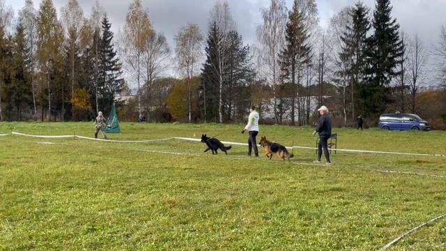 ПОДРОСТКИ СУКИ ДШ / КЧК ТВЕРЬ 12 октября`25 Т.Шишкина Моно немецких овчарок смотреть онлайн