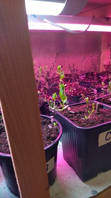 Обязательная процедура туман для клюквы