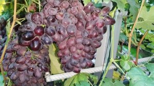 ХАЗАР!!!🍇🍇🍇 ДОСТОЙНЫЙ ГИГАНТ ОТ КАЛУГИНА!!! Telegram, WhatsApp и Vlber +79528500417.