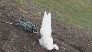 Стальные, собачьи нервы.