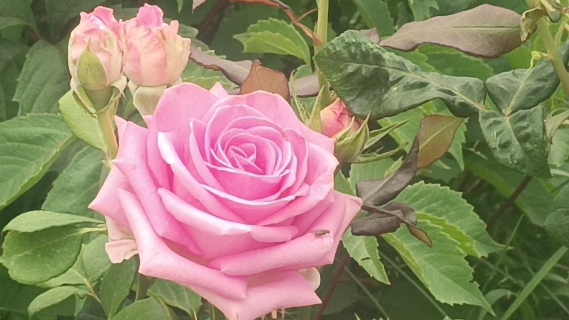 Изысканная роза Аква (Agua).