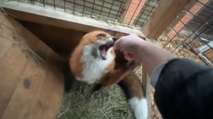 Лиса-Алиса. Лис Игнис радуется и хочет обняться