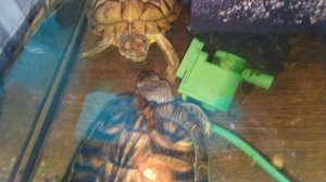 Красноухие черепахи 🐢 утро 25-10-2025