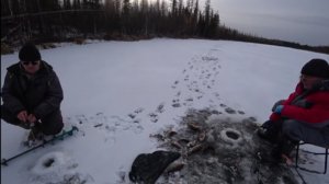 ОКУНЬ ДОЛБИТ ИЗ ПОДО ЛЬДА НА 20 СМ!!! СУПЕР РЫБАЛКА ПОЛУЧИЛОСЬ!!! Зимняя рыбалка 2025--2026!!!