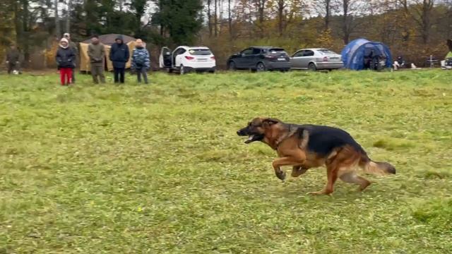 1 Отл. КЧК De Orse Mak Flai VOLAND DE MORT +++ №13. ТВЕРЬ 12 октября`25 Моно немецких овчарок смотреть онлайн