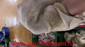 Моем рубец, сетку, сычуг КРС