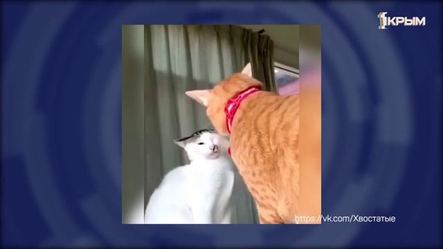 Клуб Шико. Выпуск от 25.10.25 смотреть онлайн